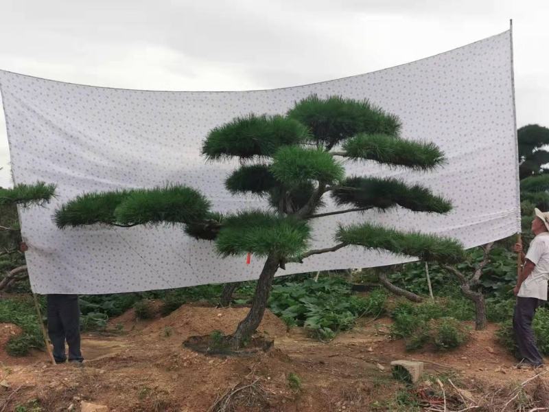 红花继木桩大量现货，欢迎新老客户来实地看苗下单，交通方便