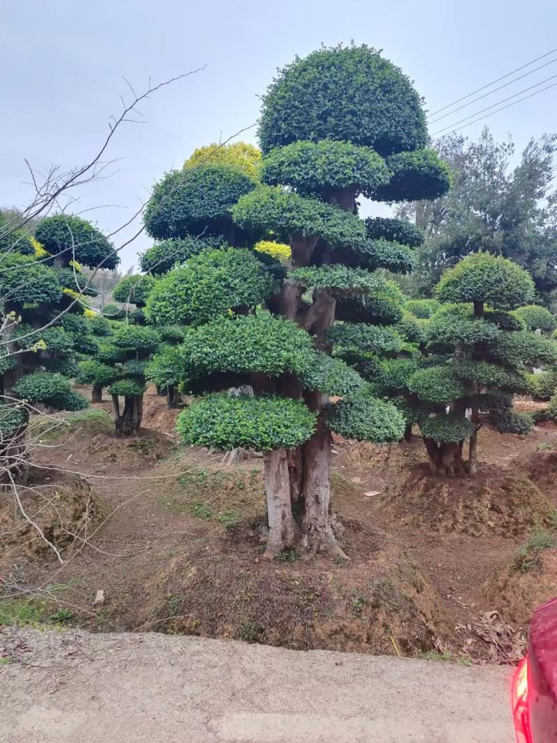 红花继木桩大量现货，欢迎新老客户来实地看苗下单，交通方便