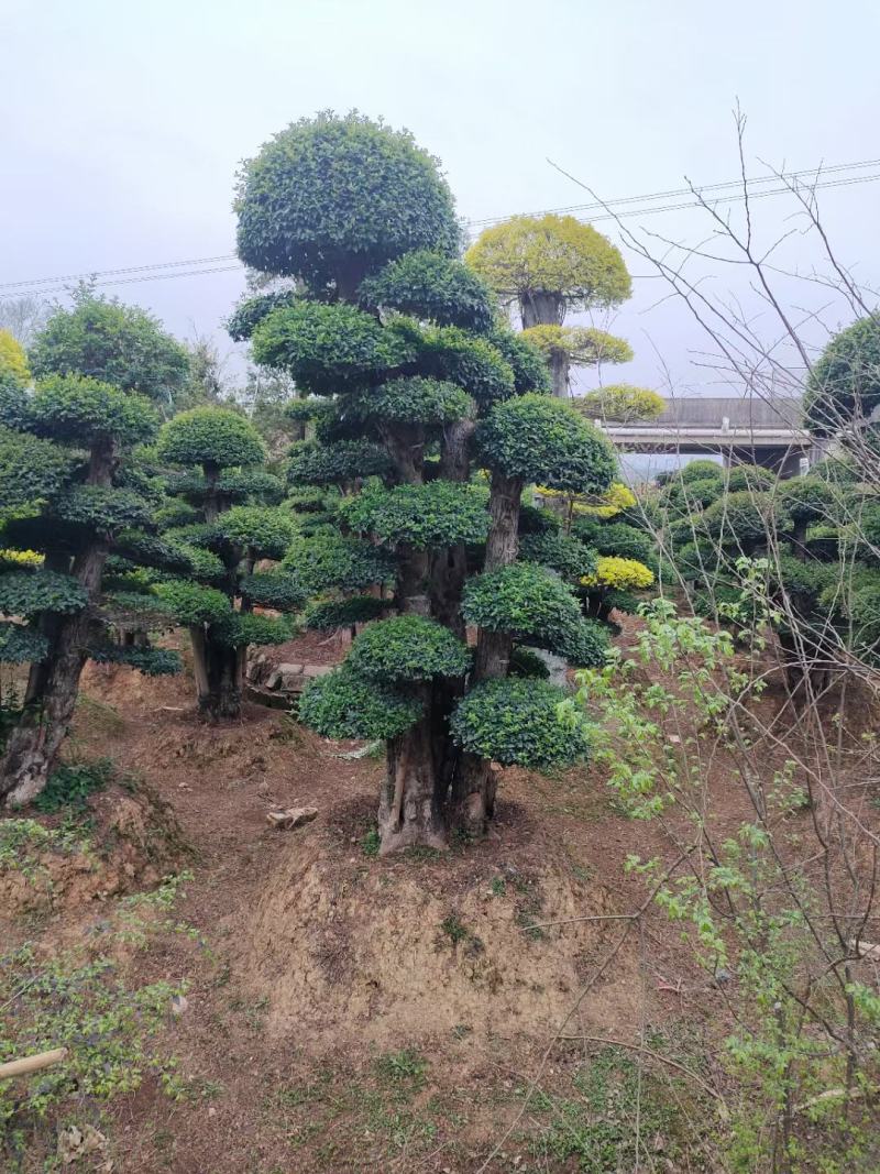 红花继木桩大量现货，欢迎新老客户来实地看苗下单，交通方便