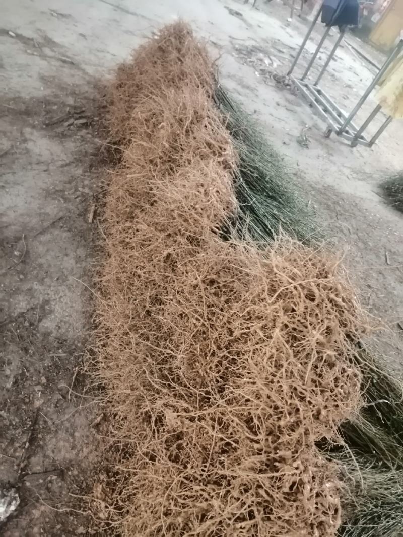 木姜子苗又名山胡椒！种植木姜子苗见效快，投资小回报大！