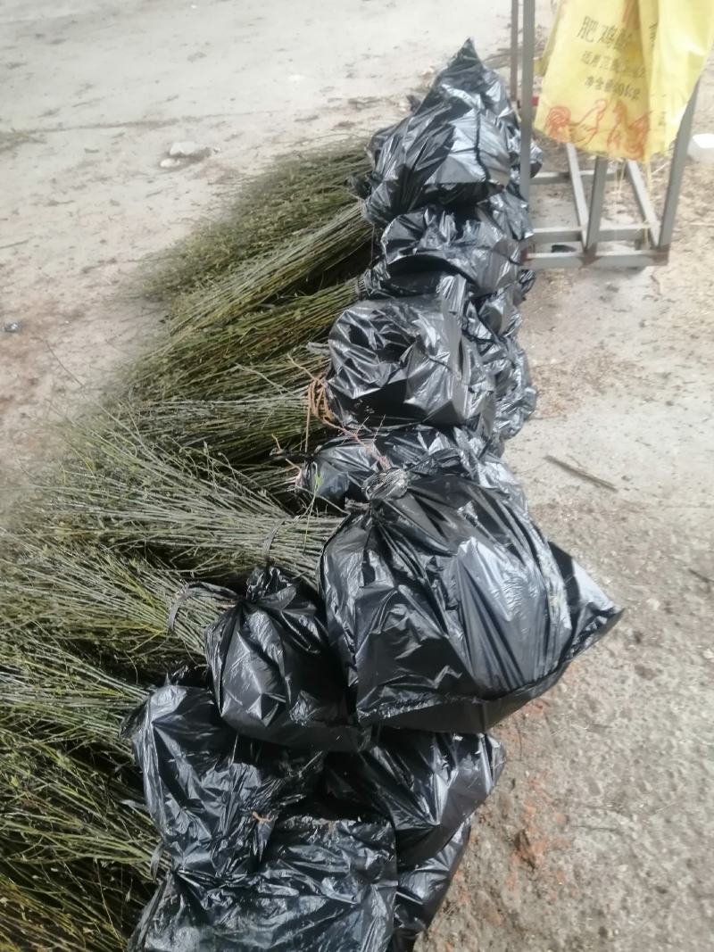 木姜子苗又名山胡椒！种植木姜子苗见效快，投资小回报大！