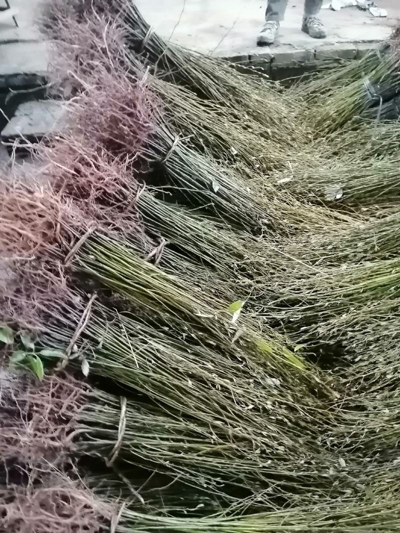 木姜子苗又名山胡椒！种植木姜子苗见效快，投资小回报大！
