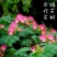 合欢树籽绒花树种子红花合欢树种子银合欢白花金