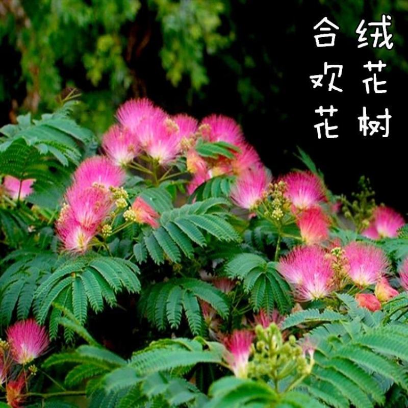 合欢树籽绒花树种子红花合欢树种子银合欢白花金