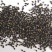 合欢树籽绒花树种子红花合欢树种子银合欢白花金