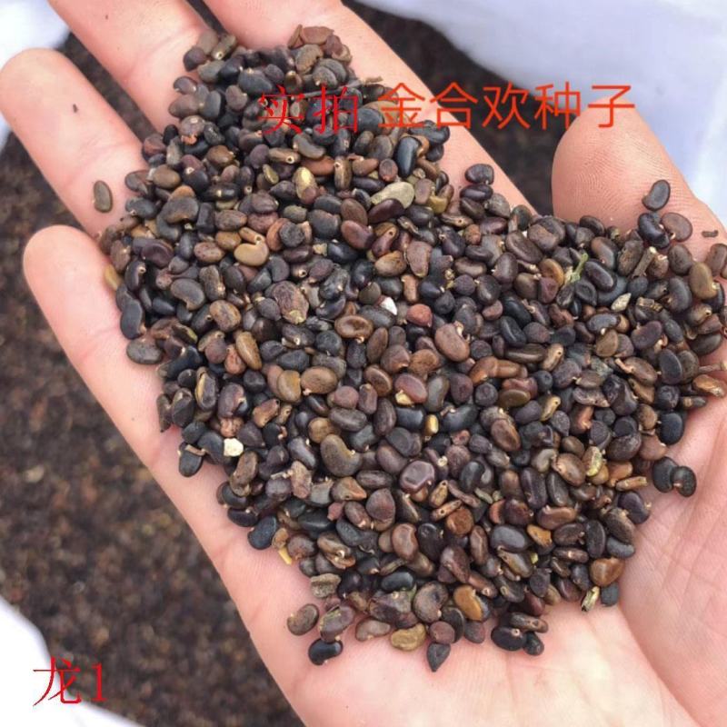 合欢树籽绒花树种子红花合欢树种子银合欢白花金