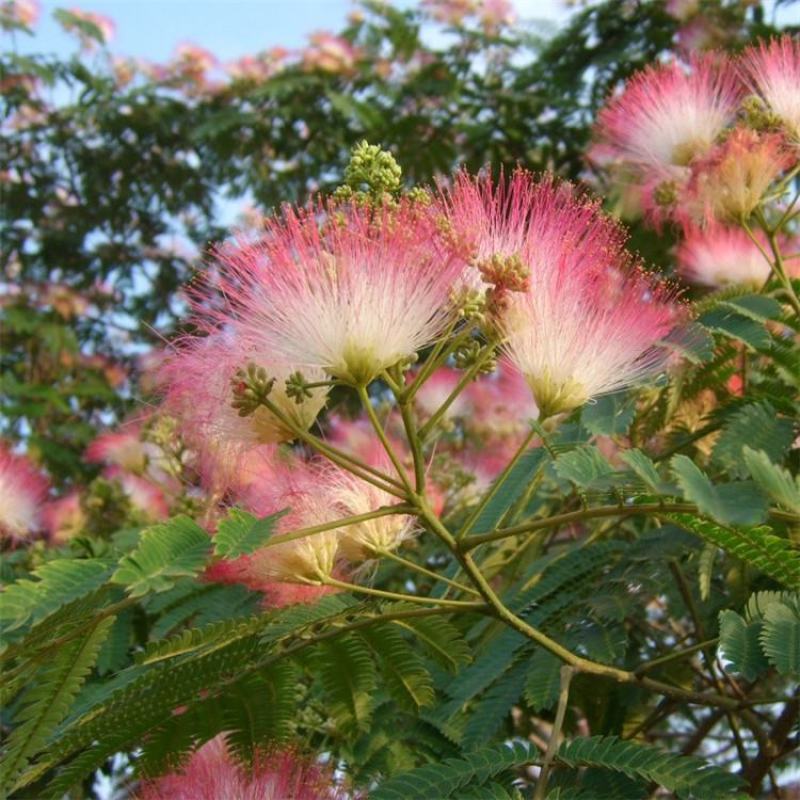合欢树籽绒花树种子红花合欢树种子银合欢白花金