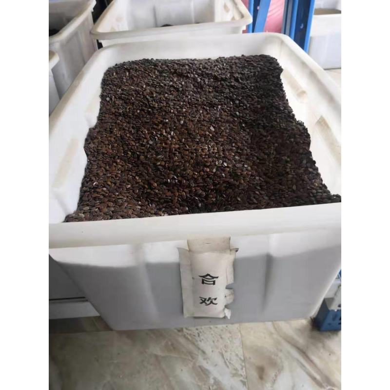 合欢树籽绒花树种子红花合欢树种子银合欢白花金