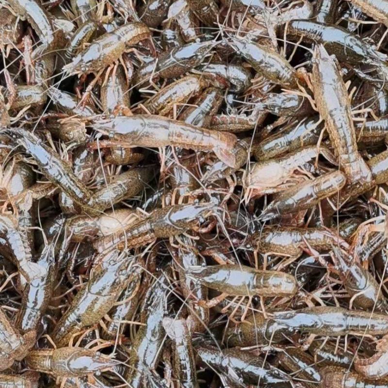 小龙虾苗，种苗，种虾，提供水草，免费养殖技术指导