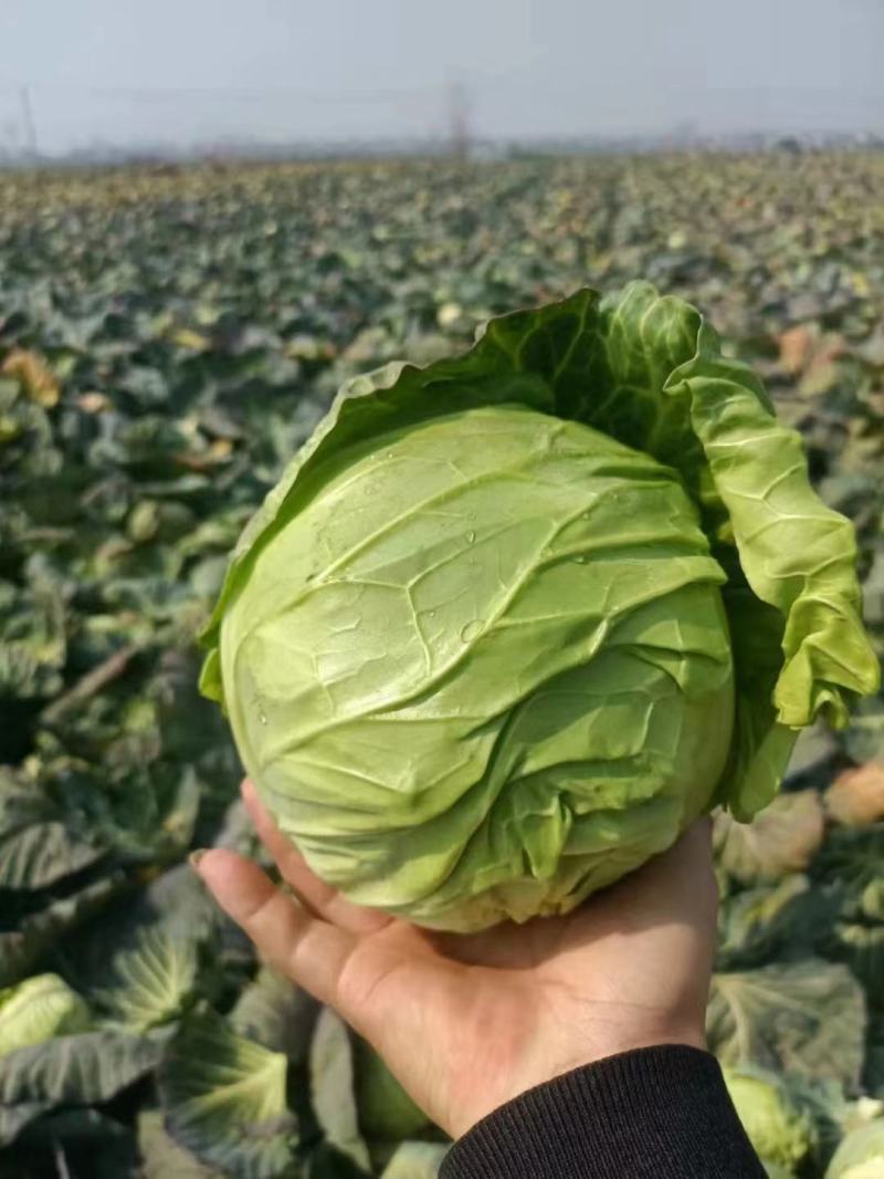 甘蓝本地精品橄榄质量非常好春季甘蓝以大量上市了
