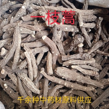 一支蒿，正品一枝蒿根中药材常年不断货，量大从优！