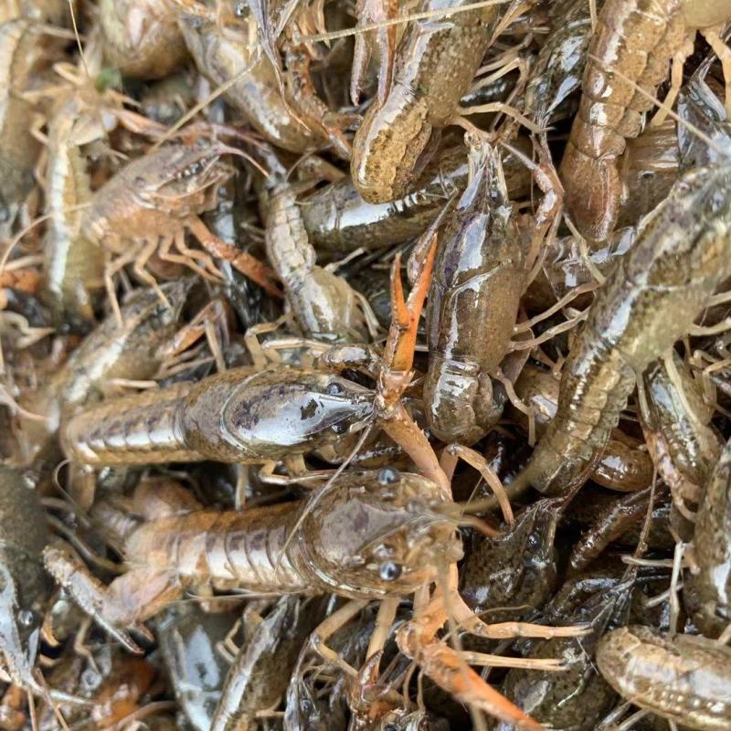 虾苗出售虾苗出售虾苗出售虾苗出售虾苗出售虾苗出售虾苗出售