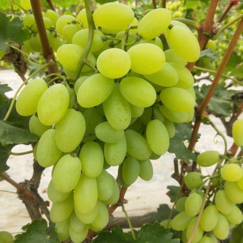 维多利亚。青提。大家好我是河北省饶阳县葡萄产地代办，