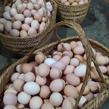 安徽芜湖鸡蛋土鸡蛋产地直发货源充足欢迎致电