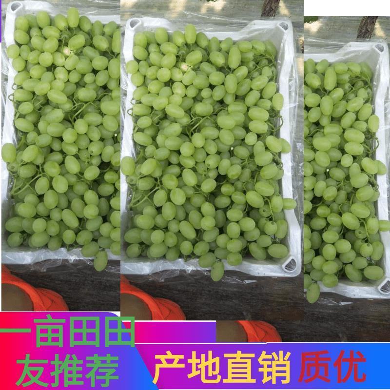维多利亚。青提。大家好我是河北省饶阳县葡萄产地代办，