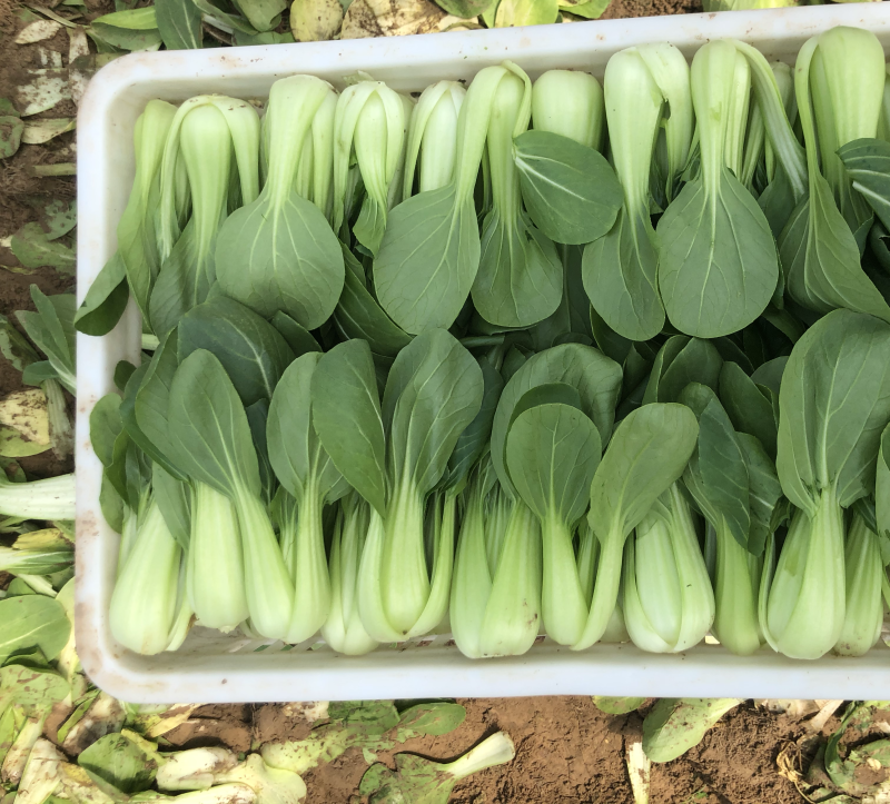 上海青油菜一手货源万亩基地直销欢迎您的光临