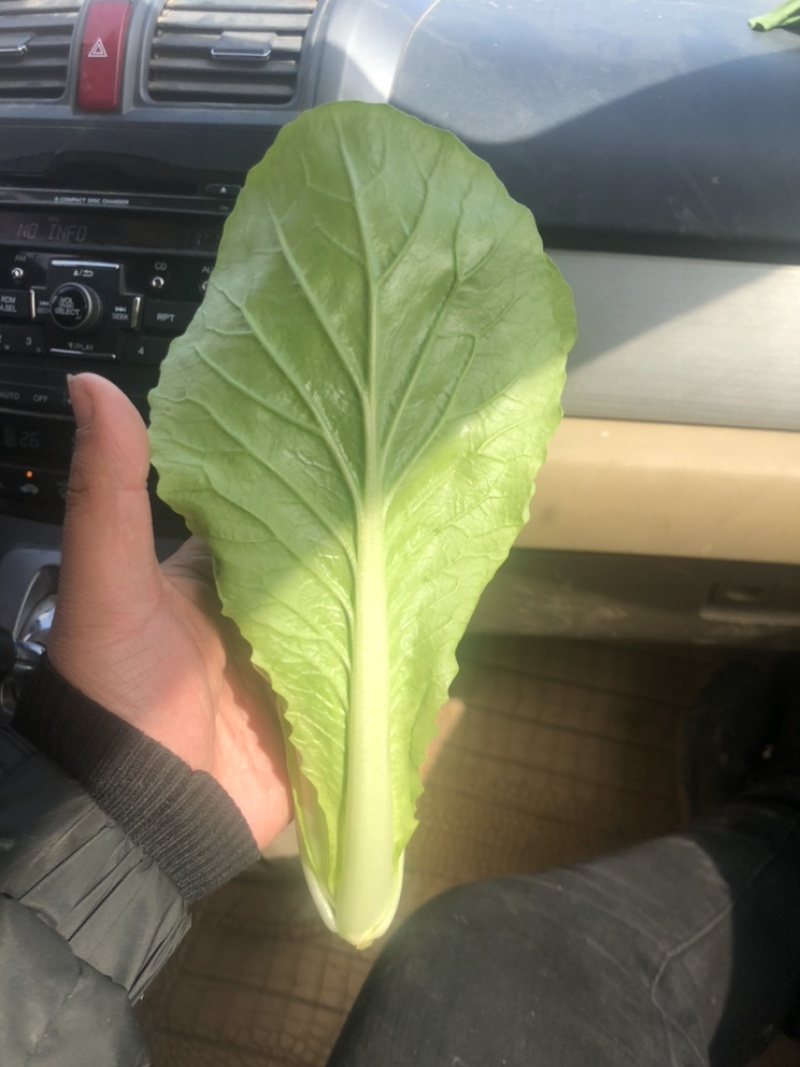 【小白菜】专业代办，一手货源，每天发货！产地直销，大量
