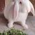 公羊兔的体型巨大，成年公兔的体重一般在5-8kg左右