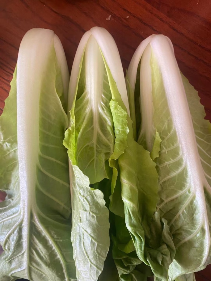 快菜，小白菜，奶白菜，新鲜采摘，大量上市，量大从优