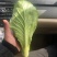 快菜，小白菜，奶白菜，新鲜采摘，大量上市，量大从优