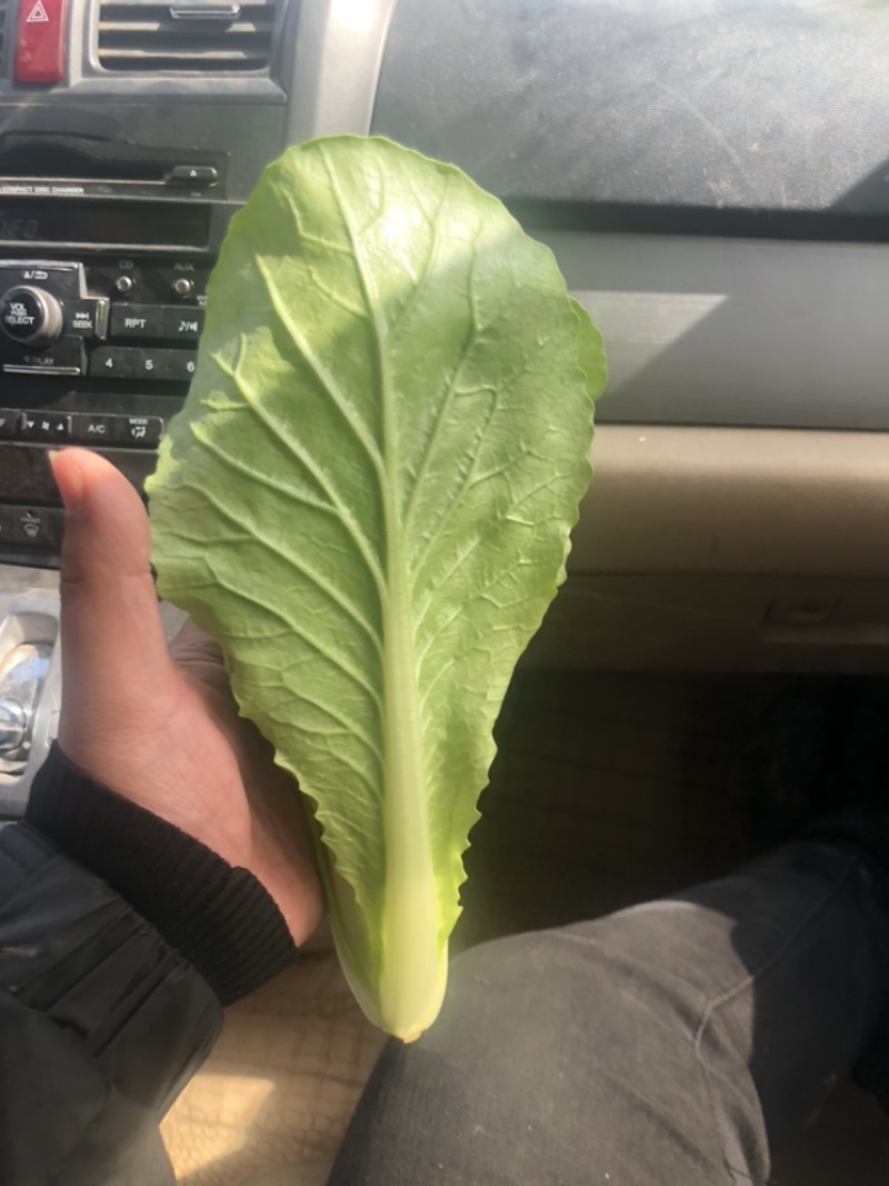 快菜，小白菜，奶白菜，新鲜采摘，大量上市，量大从优