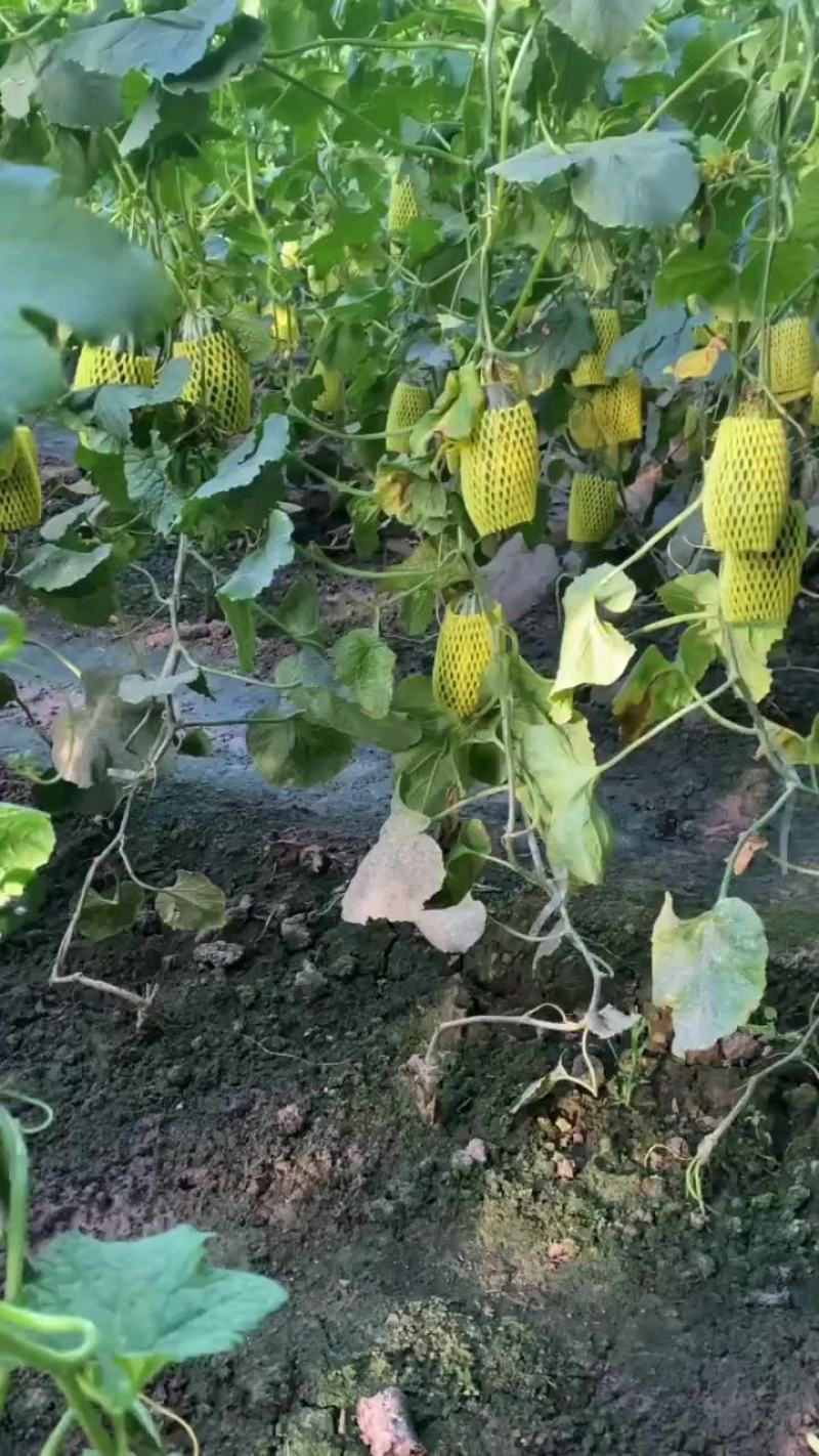 精美博洋9，博洋61口感酥脆，产地直销，大量供应