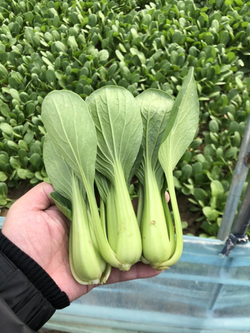 山东曹县精品上海青，大量现货，长期供应，新鲜采摘
