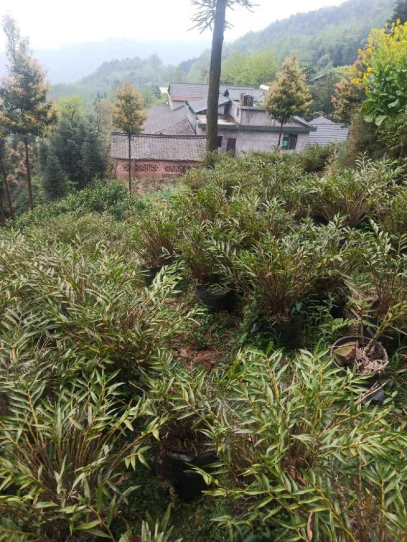 夹江叠鞘石斛基地货，产品齐全，有需要的老板可以联系我