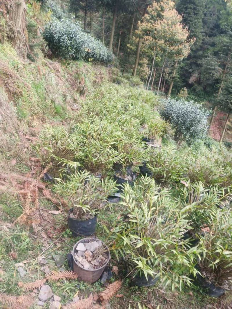 夹江叠鞘石斛基地货，产品齐全，有需要的老板可以联系我