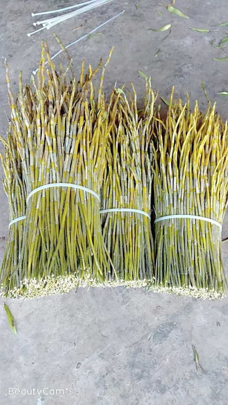 夹江叠鞘石斛基地货，产品齐全，有需要的老板可以联系我
