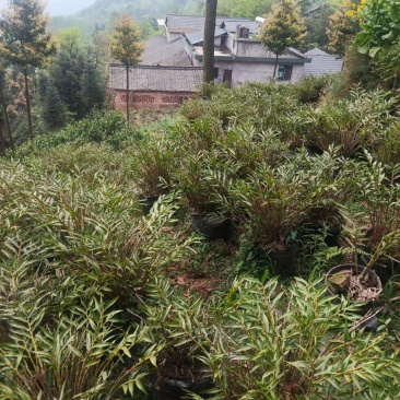 夹江叠鞘石斛基地货，产品齐全，有需要的老板可以联系我