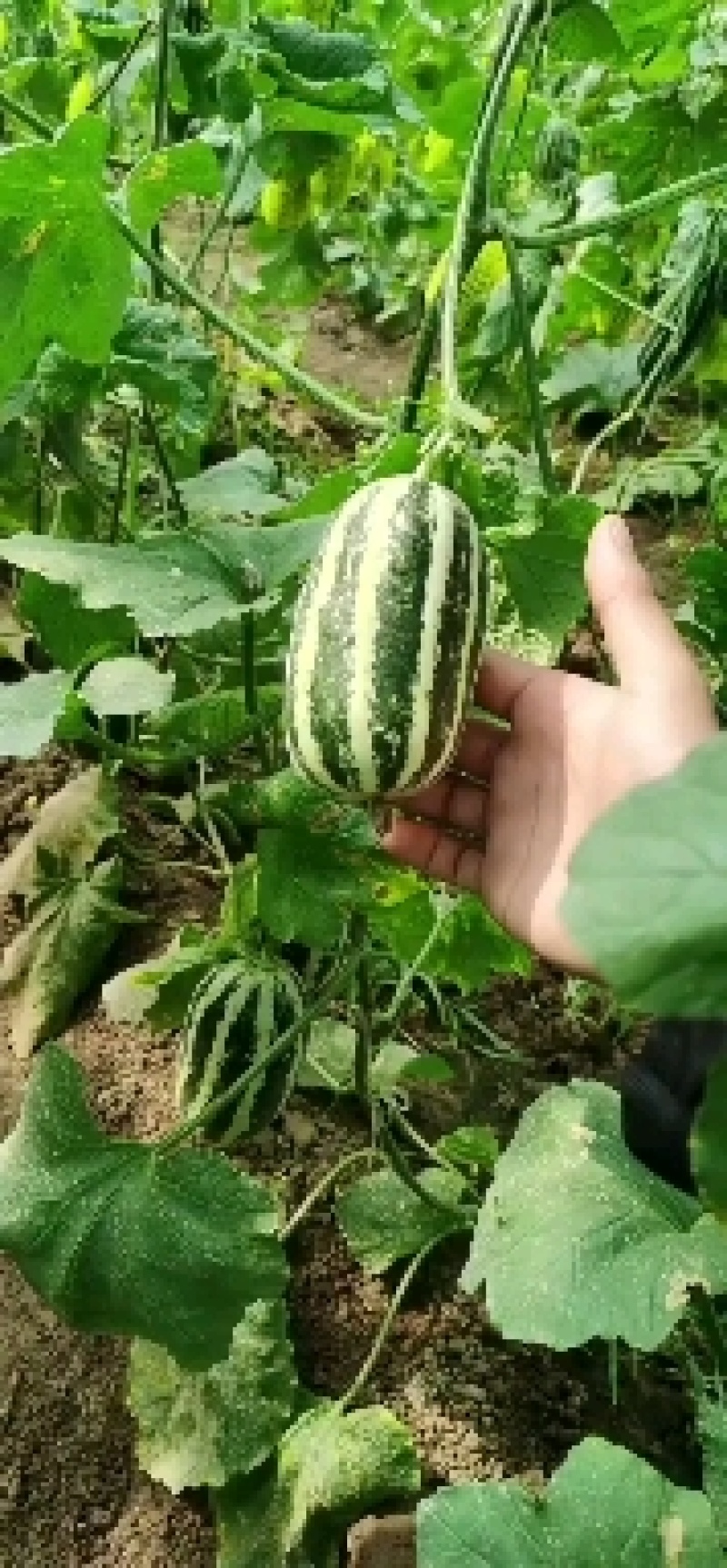 精美博洋9，博洋61口感酥脆，产地直销，大量供应
