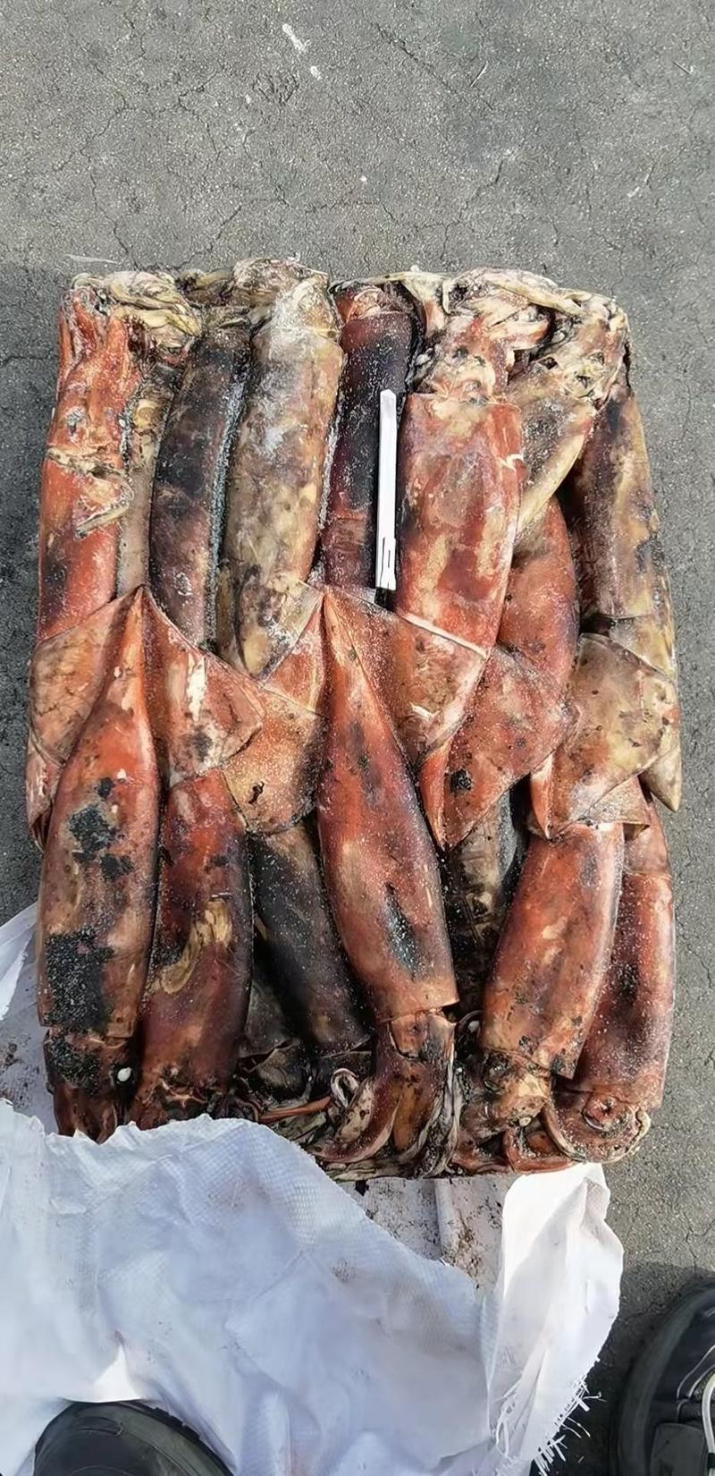 秘鲁鱿鱼，各种规格都有，大量有货，300/500克都有