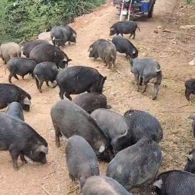 发酵豆腐渣，厂家直销