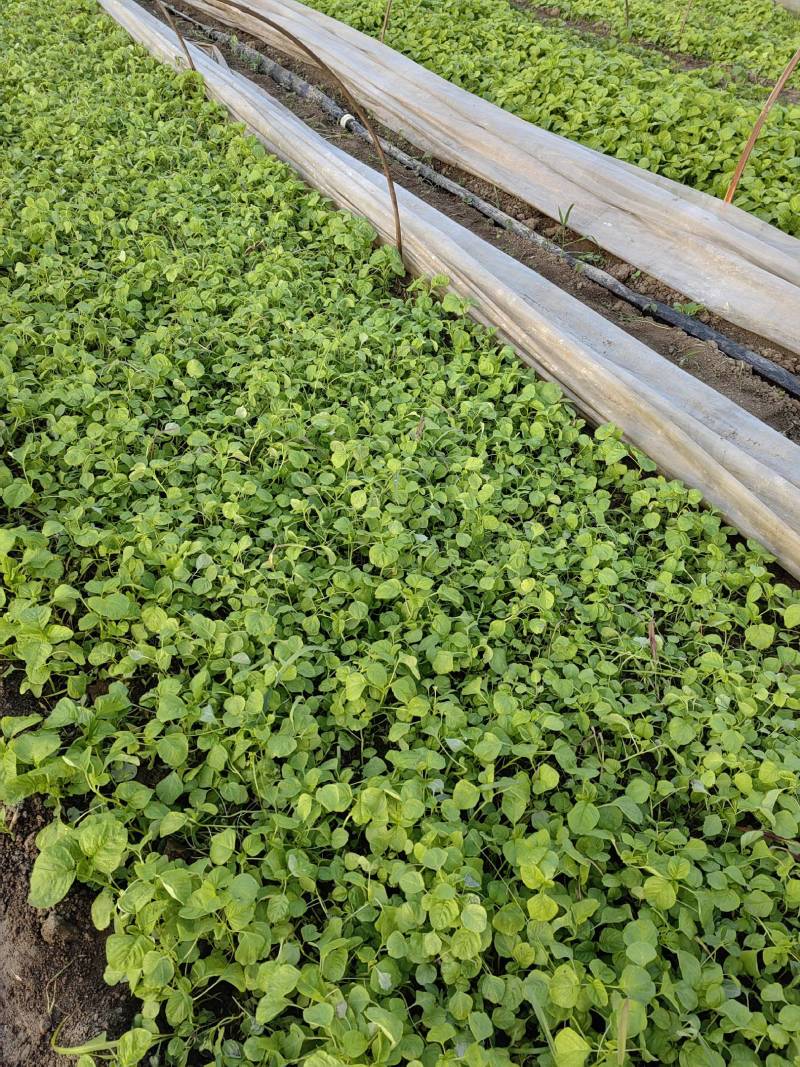 大棚