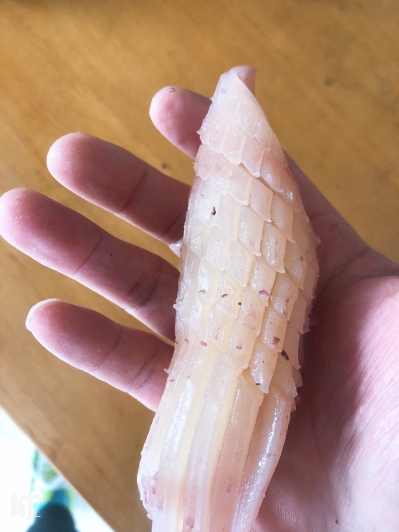火箭鱿鱼原料