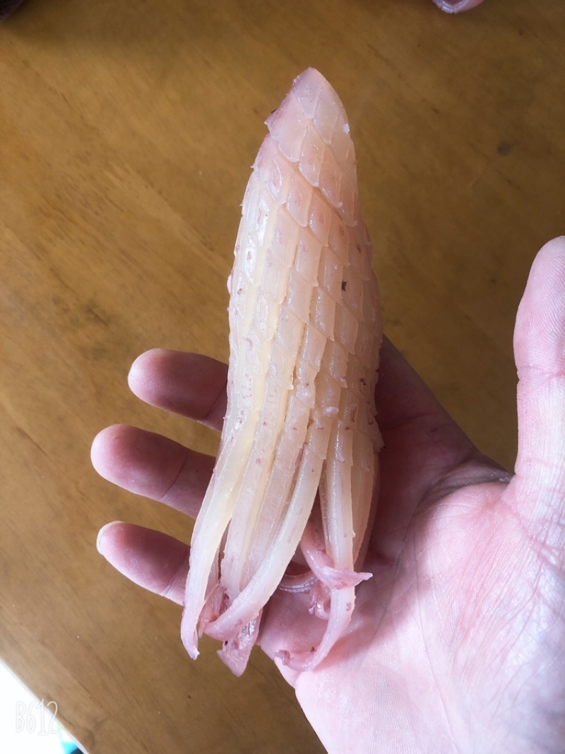 火箭鱿鱼原料