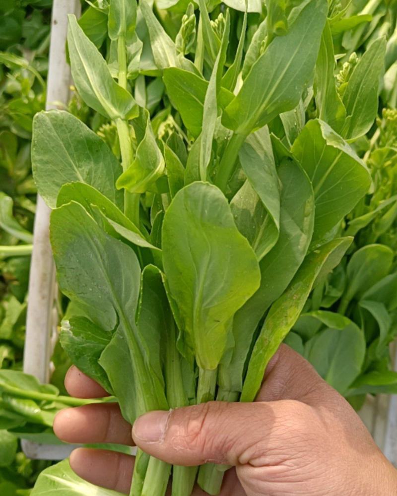精品菜苔，油菜无空心全国代办，预冷打包上车一条龙服务