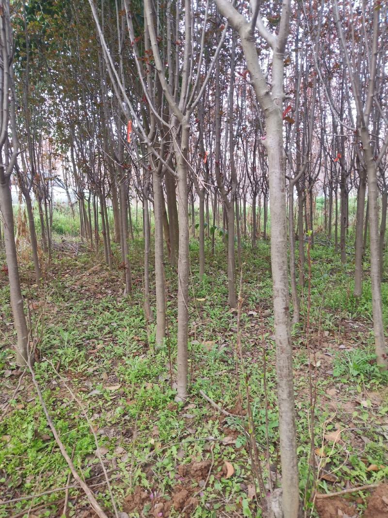 红宝石海棠，3...5退地处理