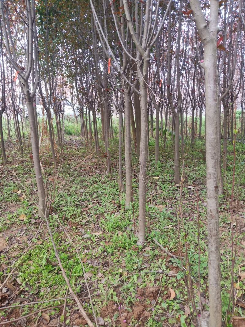 红宝石海棠，3...5退地处理