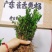 广东雀舌皱皮黄杨，软枝柔枝黄杨，产地广东揭阳