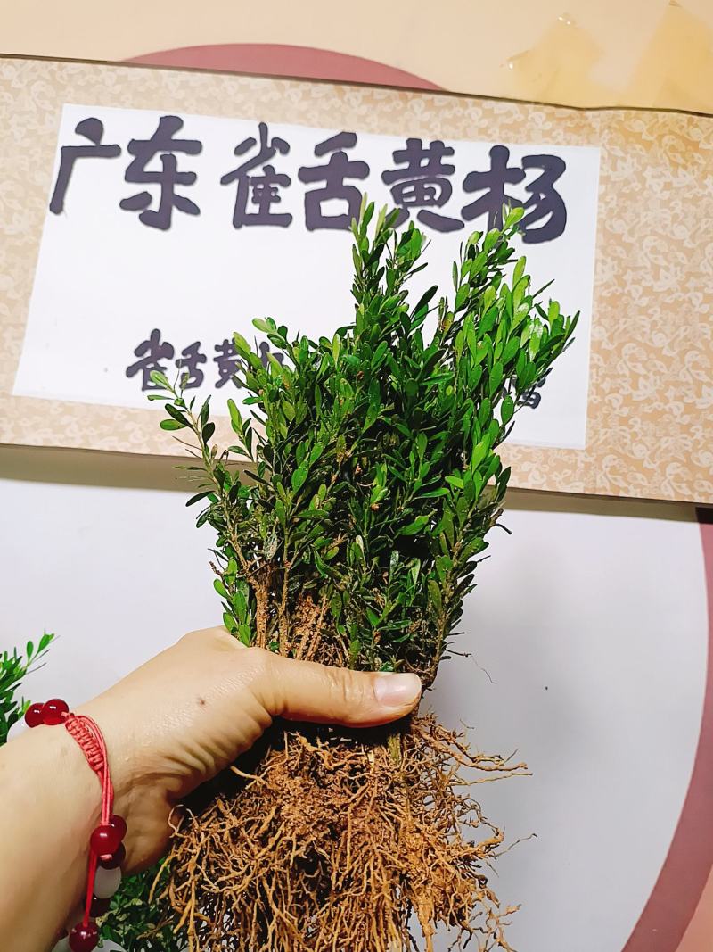 广东雀舌皱皮黄杨，软枝柔枝黄杨，产地广东揭阳