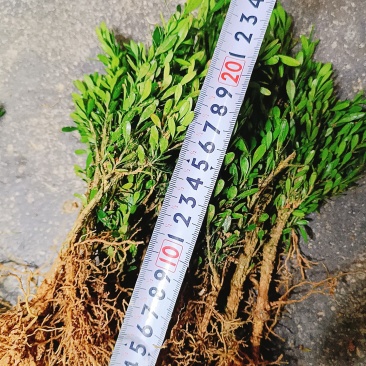 广东雀舌皱皮黄杨，软枝柔枝黄杨，产地广东揭阳