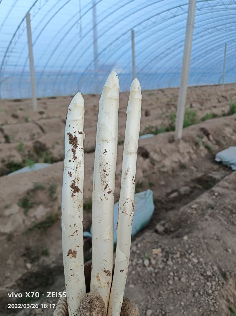 山东潍坊特产紫芦笋，真正的紫色激情，芦笋大量上市，质量好