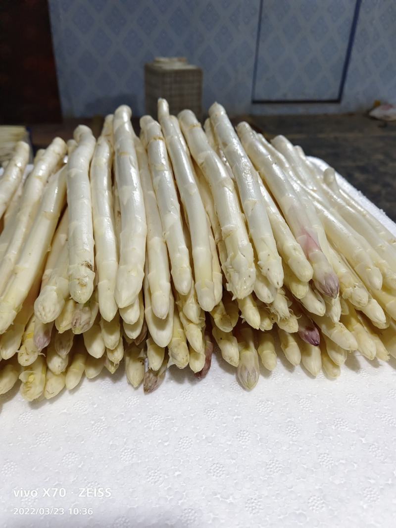 山东潍坊特产紫芦笋，真正的紫色激情，芦笋大量上市，质量好