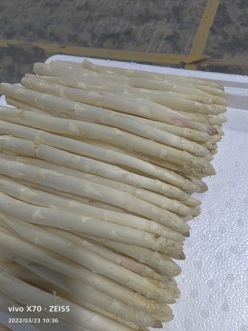 山东潍坊特产紫芦笋，真正的紫色激情，芦笋大量上市，质量好