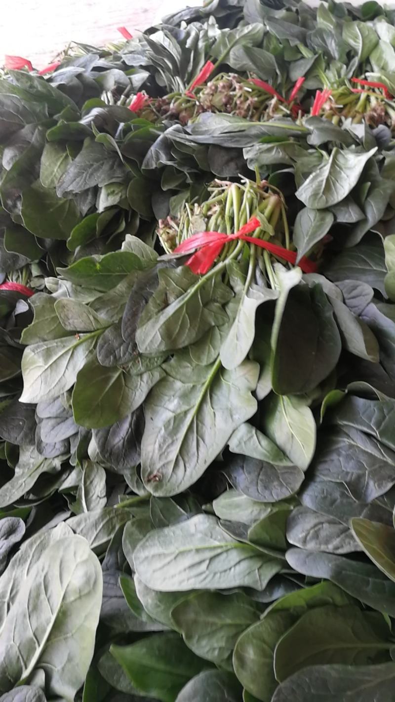 大叶菠菜陆续上市有需要的客户联系