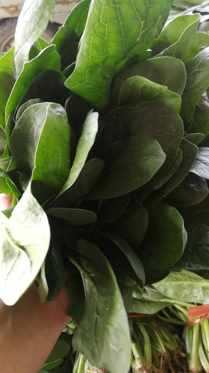 大叶菠菜陆续上市有需要的客户联系