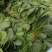 大叶菠菜陆续上市有需要的客户联系