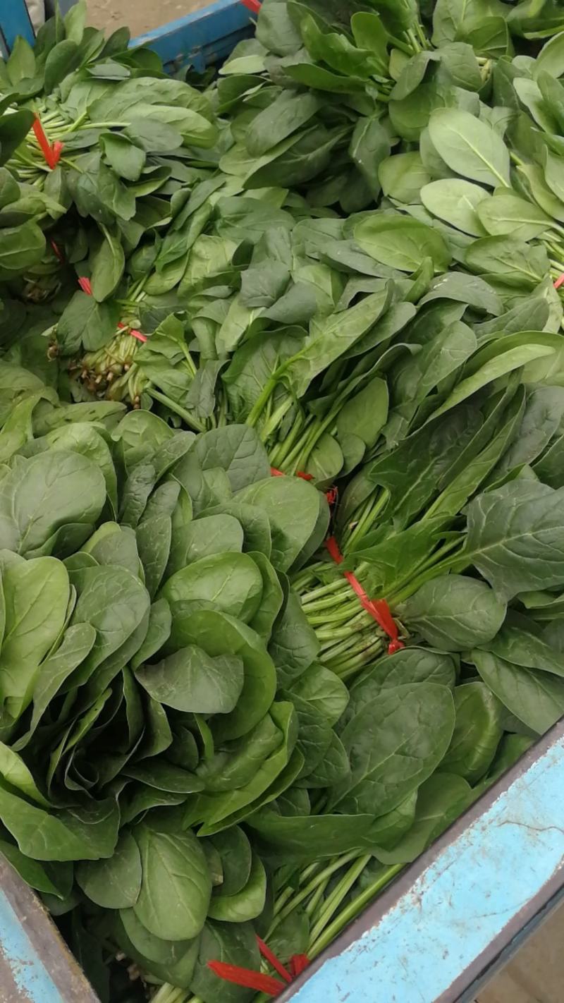 大叶菠菜陆续上市有需要的客户联系